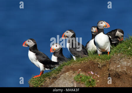 Gruppe der Papageientaucher Latrabjarg Klippen in Island mit dem ocaen im Hintergrund Stockfoto