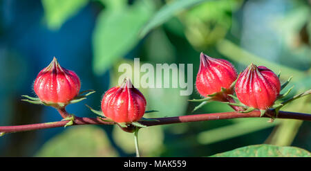 Hibiscus sabdariffa oder roselle Früchte auf. Dies ist eine Heilpflanze, hitzebeständig, antimykotikum, anti-inflammatory Heilmittel für den Menschen Stockfoto