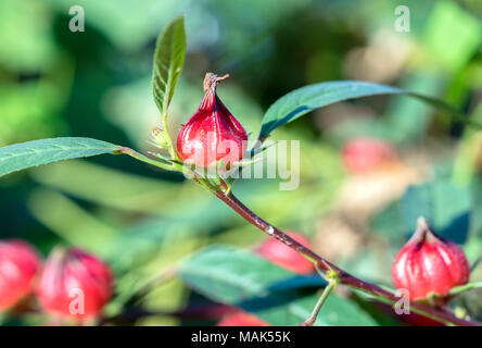 Hibiscus sabdariffa oder roselle Früchte auf. Dies ist eine Heilpflanze, hitzebeständig, antimykotikum, anti-inflammatory Heilmittel für den Menschen Stockfoto