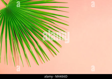 Von tropischen Palmen Blatt auf Pastell rosa Hintergrund. Stockfoto
