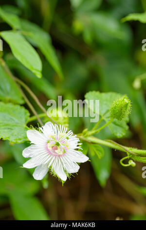 Passionsfrucht/Maracuja Blume Stockfoto