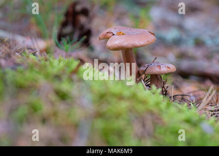 Lactarius Rufus auf Wald wächst Stockfoto