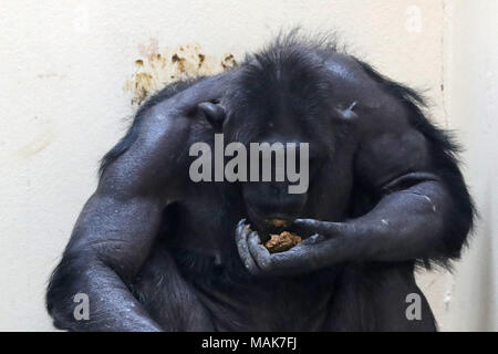 DORSET, ENGLAND 31-03-2018: ein Schimpanse (Pan Höhlenwohnungen) an der Monkey World Ape Rescue Center. Stockfoto