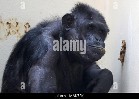 DORSET, ENGLAND 31-03-2018: ein Schimpanse (Pan Höhlenwohnungen) an der Monkey World Ape Rescue Center. Stockfoto