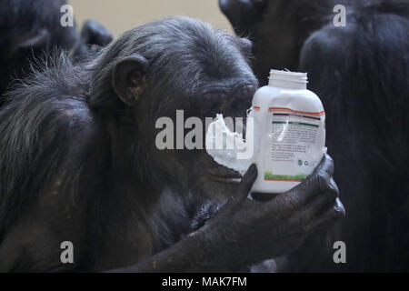 DORSET, ENGLAND 31-03-2018: ein Schimpanse (Pan Höhlenwohnungen) an der Monkey World Ape Rescue Center. Stockfoto