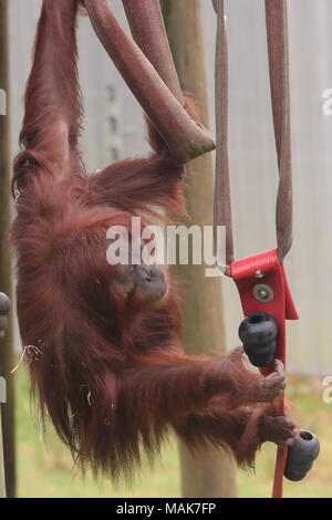 DORSET, ENGLAND 31-03-2018: Ein weiblicher Orang-utan an der Monkey World Ape Rescue Center. Stockfoto