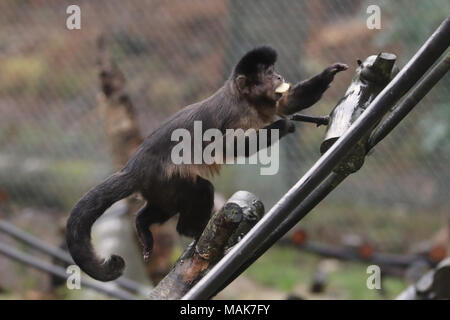 DORSET, ENGLAND 31-03-2018: ein Kapuziner Affen (Cebus capucinus) an der Monkey World Ape Rescue Center. Stockfoto