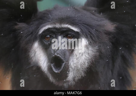 DORSET, ENGLAND 31-03-2018: Ein männlicher Gibbon am Monkey World Ape Rescue Center. Stockfoto