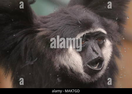 DORSET, ENGLAND 31-03-2018: Ein männlicher Gibbon am Monkey World Ape Rescue Center. Stockfoto