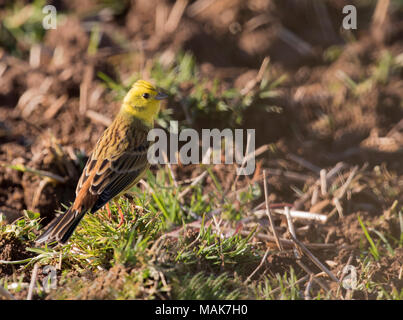 Die Goldammer wären (Emberiza citrinella) auf dem Boden auf der Suche nach Samen und Insekten, Gloucestershire Stockfoto