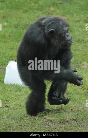 DORSET, ENGLAND 31-03-2018: ein Schimpanse (Pan Höhlenwohnungen) an der Monkey World Ape Rescue Center. Stockfoto