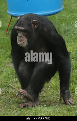 DORSET, ENGLAND 31-03-2018: ein Schimpanse (Pan Höhlenwohnungen) an der Monkey World Ape Rescue Center. Stockfoto