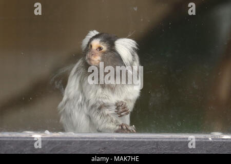 DORSET, ENGLAND 31-03-2018: Eine gemeinsame Marmosetten (Callithrix jaccus geführt) an der Monkey World Ape Rescue Center. Stockfoto