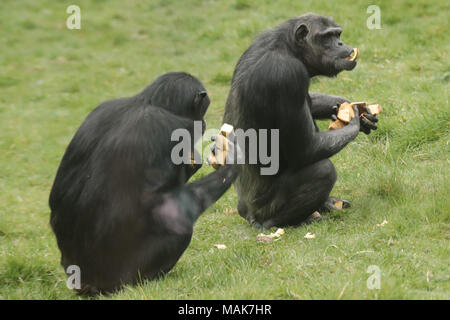 DORSET, ENGLAND 31-03-2018: Schimpansen (Pan Troglodytes) an der Monkey World Ape Rescue Center. Stockfoto