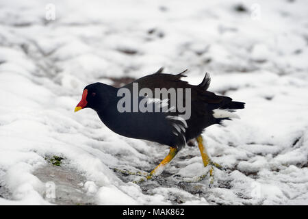 Gemeinsame Sumpfhuhn Gallinula chloropus - Nahrungssuche im Schnee Stockfoto