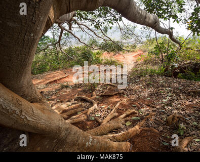 Heiliger Banyan Tree im Shan Staat, Myanmar Stockfoto