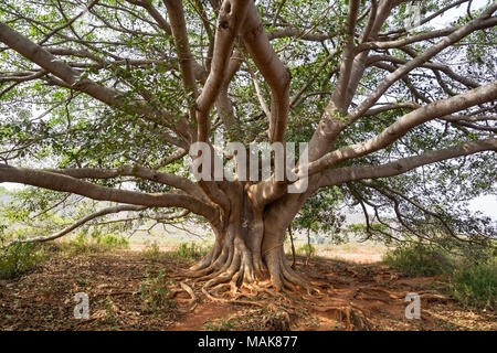 Branchen verschränkt auf dem mächtigen Banyan Tree Stockfoto