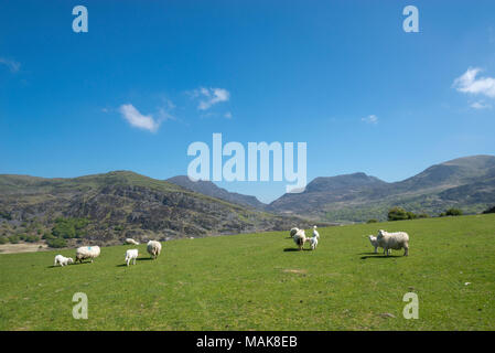 Schafe weiden auf den Hügeln und in den Bergen von Snowdonia an einem sonnigen Frühlingstag. Blick auf die in der Nähe von Nantcol Rhinogs und Cwm Pierrevert, Gwynedd. Stockfoto