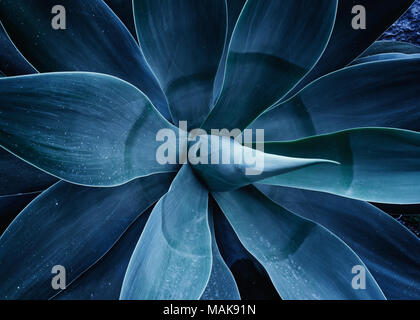 Schließen Sie die Agave Agave Attenuata Blue Fox schwanz Anlage. Abstrakte Blumen trendy Farben Ultra Violet Vorlage Muster Hintergrund Stockfoto