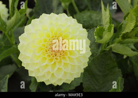 Dahlie 'Creme Diane 'Blume in voller Ausleger, Spätsommer, Großbritannien Stockfoto