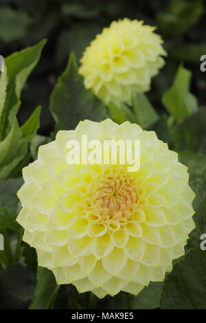Dahlie 'Creme Diane 'Blume in voller Ausleger, Spätsommer, Großbritannien Stockfoto
