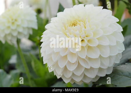 Dahlie 'Westerton Eiskappe 'Blume in voller Ausleger, Spätsommer, Großbritannien Stockfoto