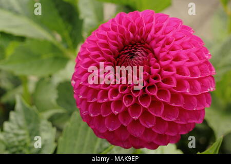 Dahlie 'Barbarry Vista, Blume in voller Ausleger, Spätsommer, Großbritannien Stockfoto