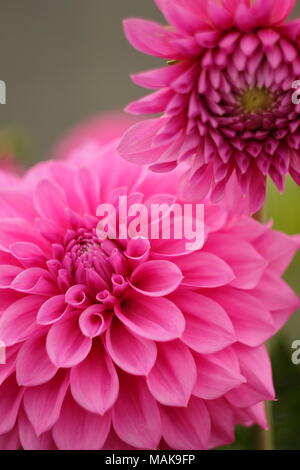 Dahlie 'Newfield Pinky' Blume in voller Ausleger, Spätsommer, Großbritannien Stockfoto