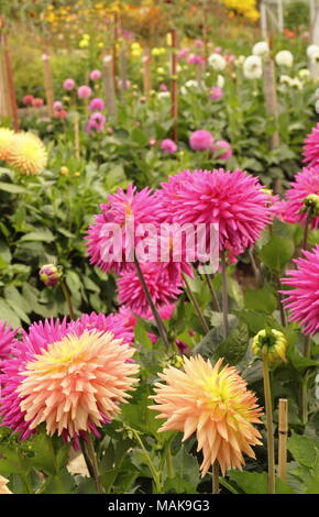 Dahlien in voller Blüte am National Dahlia Society versuch Gärten im Golden Acre Park, ein öffentlicher Park in der Nähe von Torquay, Leeds, Yorkshire, Großbritannien Stockfoto