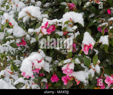 Camellia Strauch mit rosa Blüten mit Frühling Schnee in einem Vorort Garten in Südengland abgedeckt Stockfoto