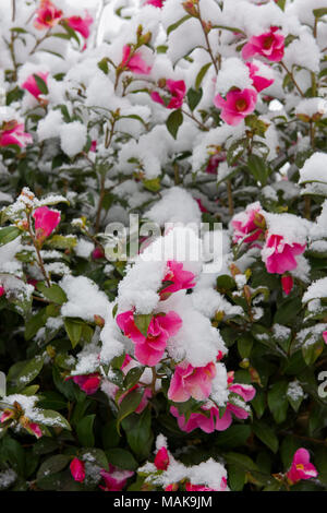 Camellia Strauch mit rosa Blüten mit Frühling Schnee in einem Vorort Garten in Südengland abgedeckt Stockfoto