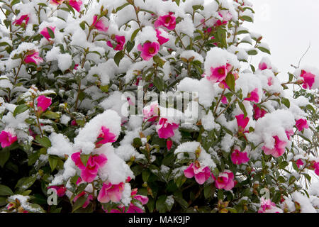 Camellia Strauch mit rosa Blüten mit Frühling Schnee in einem Vorort Garten in Südengland abgedeckt Stockfoto