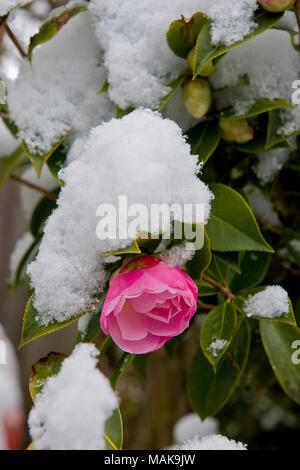 Camellia Strauch mit rosa Blüten mit Frühling Schnee in einem Vorort Garten in Südengland abgedeckt Stockfoto