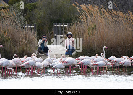 Weibliche Touristen mit den rosa Flamingos in der Ornithologischen Park Camargue, Frankreich posieren. Stockfoto