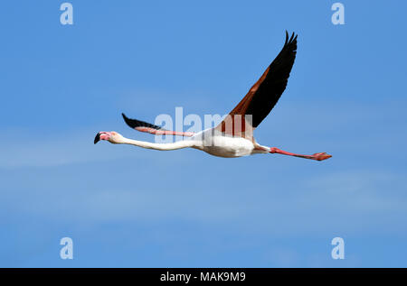 Rosa Flamingo im Flug in der Camargue, Frankreich. Stockfoto