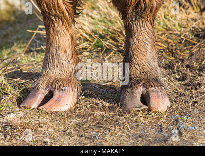 Abstrakte Nahaufnahme Detail der Huf Hufe Füße von Highland rind kuh in Isle of Skye, Schottland, UK im März Stockfoto