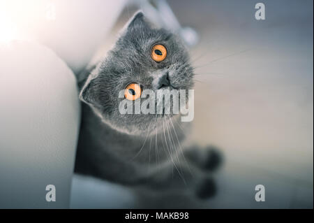 Neugierige Katze, Russisch Blau Stockfoto