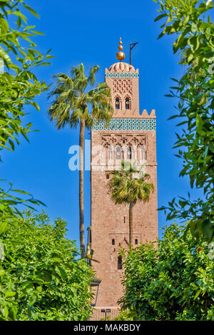 Marokko Marrakesch die Koutoubia Moschee am frühen Morgen, umgeben von Orangenbäumen und Palmen. Stockfoto