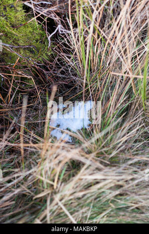 Einen Patch, der Schnee ist in zwischen hohen grünen Gras gesehen Stockfoto