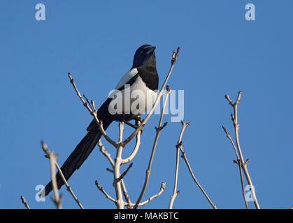 Eurasian magpie, gemeinsame Elster, Pica Pica, oben am Baum auf einen einfachen blauen Hintergrund, Lancashire, Großbritannien Stockfoto