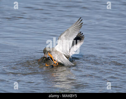 Rotschenkel Tringa totanus,, Paarung, Morecambe Bay, Lancashire, Großbritannien Stockfoto