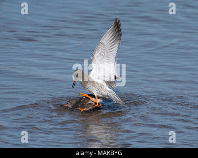 Rotschenkel Tringa totanus,, Paarung, Morecambe Bay, Lancashire, Großbritannien Stockfoto