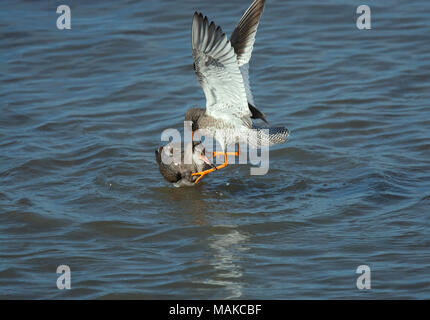 Rotschenkel Tringa totanus,, Paarung, Morecambe Bay, Lancashire, Großbritannien Stockfoto