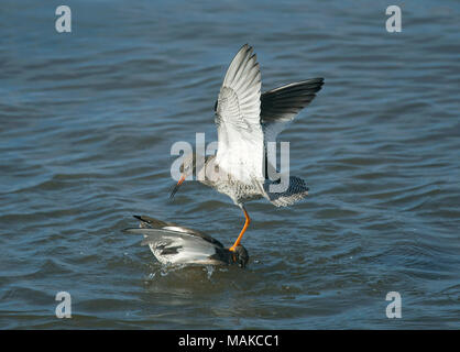 Rotschenkel Tringa totanus,, Paarung, Morecambe Bay, Lancashire, Großbritannien Stockfoto