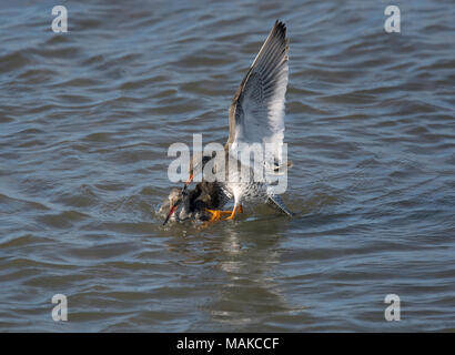 Rotschenkel Tringa totanus,, Paarung, Morecambe Bay, Lancashire, Großbritannien Stockfoto