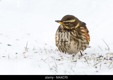 Rotdrossel (Turdus Iliacus) im Schnee in Großbritannien Stockfoto