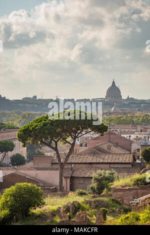 Eine ikonische Anblick in Rom ist die Italienische Pinie (oder Regenschirm Kiefer und Sonnenschirm Kiefer) hier zu sehen wachsende unter den Ruinen auf Palatin lo Stockfoto