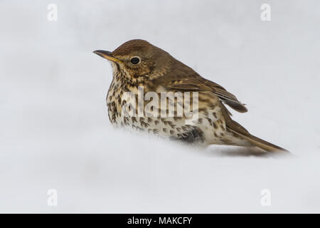 Singdrossel (Turdus philomelos) im Schnee in Großbritannien Stockfoto