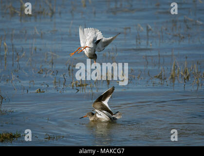 Rotschenkel Tringa totanus,, Paarung, Morecambe Bay, Lancashire, Großbritannien Stockfoto