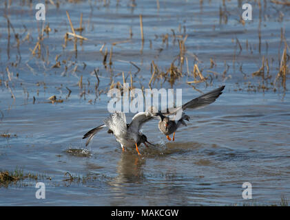 Rotschenkel Tringa totanus,, Paarung, Morecambe Bay, Lancashire, Großbritannien Stockfoto